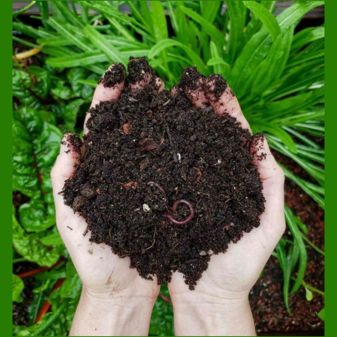 Cow Dung Manure
