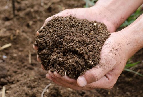 Cow Dung Manure